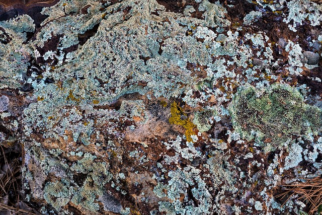 Lichen 17-2571a_1.jpg